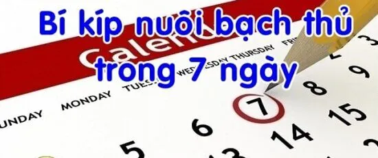 nhatvip